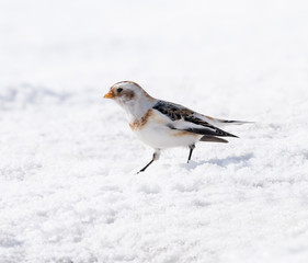 Snow Bunting in Winter