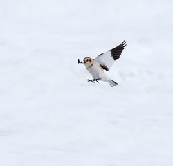 Snow Bunting Landing in Winter