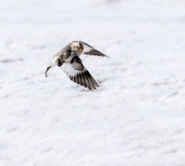 Snow Bunting in Flight in Winter