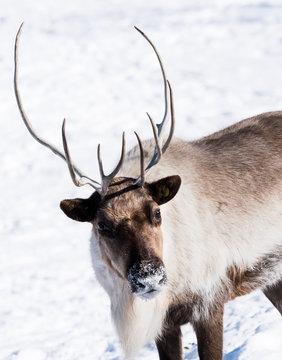 Reindeer or Caribou Portrait in Winter