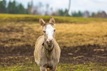 Obraz premium David's Deer