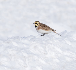Horned Lark in Winter