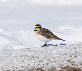 Horned Lark in Winter