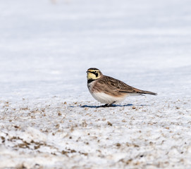 Horned Lark in Winter