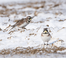 Horned Larks in Winter