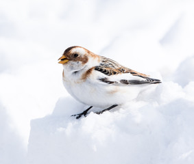 Snow Bunting in Winter
