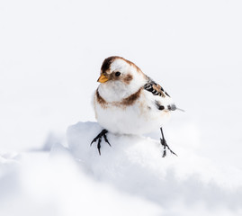 Snow Bunting in Winter