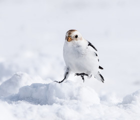 Snow Bunting in Winter
