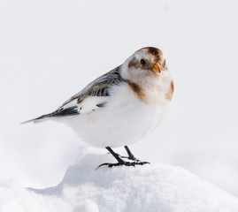 Snow Bunting in Winter