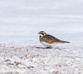 Horned Lark in Winter