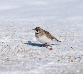 Horned Lark in Winter