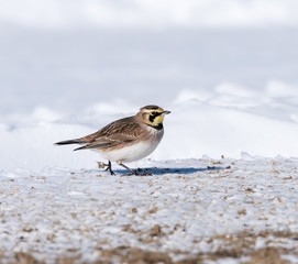 Horned Lark in Winter