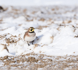 Horned Lark in Winter