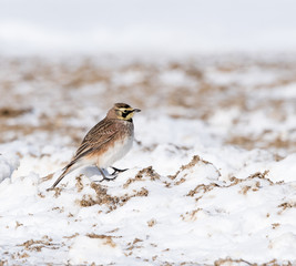 Horned Lark in Winter