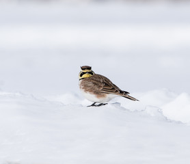 Horned Lark in Winter