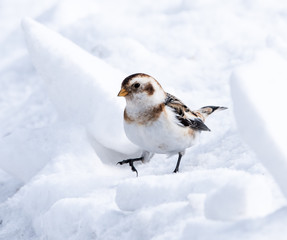 Snow Bunting in Winter