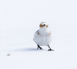 Snow Bunting in Winter