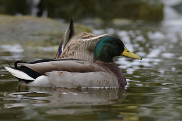 Mallard, Duck, Anas platyrhynchos