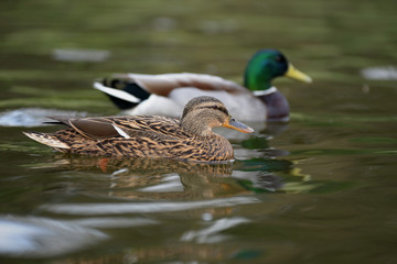 Mallard, Duck, Anas platyrhynchos