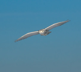 Snowy Owl in Flight on Blue Sky 