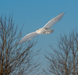 Snowy Owl in Flight 