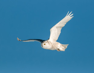 Snowy Owl in Flight on Blue Sky 