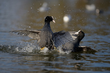 Eurasian Coot, Coot, Fulica atra