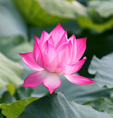 Beautiful lotus
