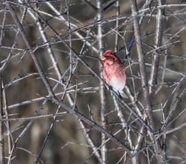 Purple Finch in Winter