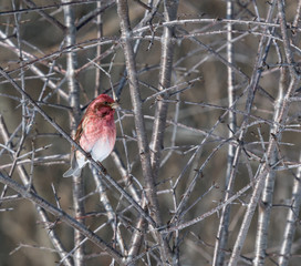 Purple Finch in Winter