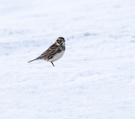Lapland Longspur Perched on Snow