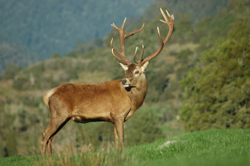 16-point stag