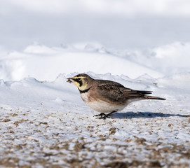 Horned Lark in Winter