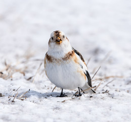 Snow Bunting in Winter