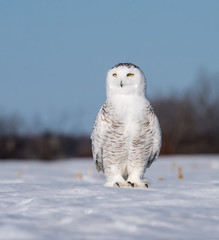 Snowy Owl Portrait 