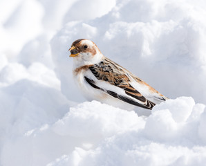 Snow Bunting in Winter