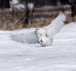 Snowy Owl Landing on Snow