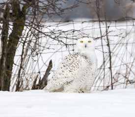 Snowy Owl