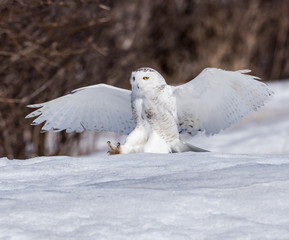 Snowy Owl Landing