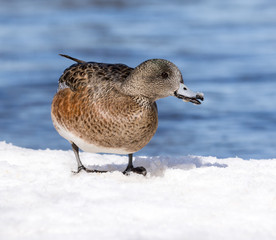 Female American Wigeon in Early Spring