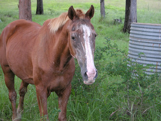 Old horse in field near Macksville in New South Wales