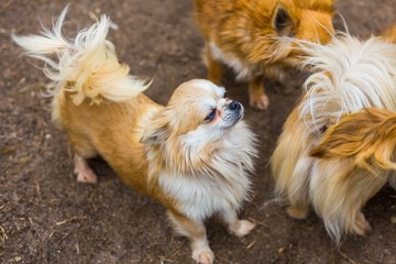 chiwawa dogs in outdoor