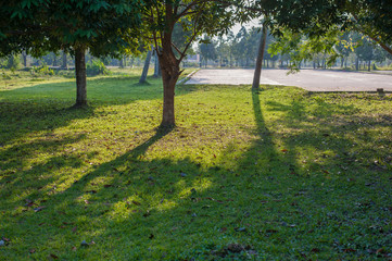 Fototapeta premium Park