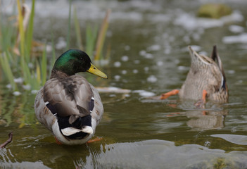 Mallard, Duck, Anas platyrhynchos