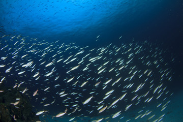 Naklejka na ściany i meble Sardines fish underwater