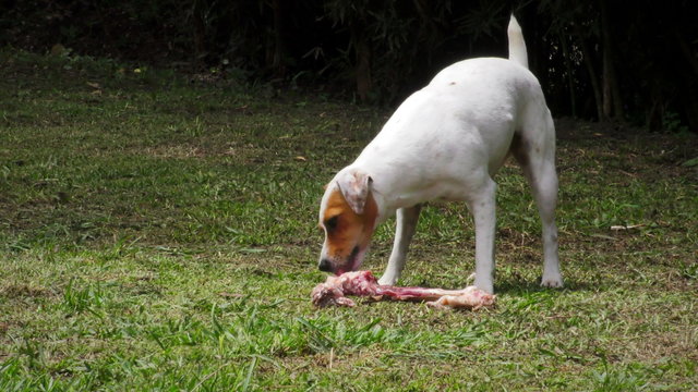 Watch as a lively Jack Russell Parson Terrier enjoys chewing on a nutritious raw animal bone in the comfort of a backyard.