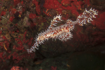 Ornate Ghost Pipefish