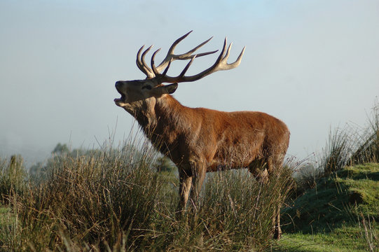 stag roaring