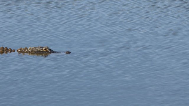 Alligator swims across frame with back exposed, 4K