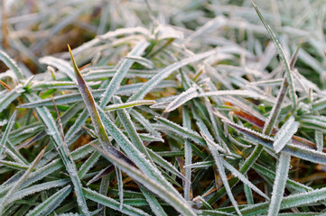 closeup of the frozen grass
